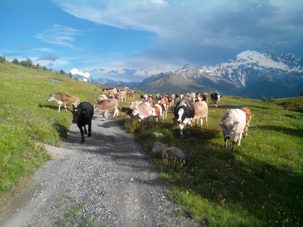 Agriturismo Raethia Изолачча Экстерьер фото