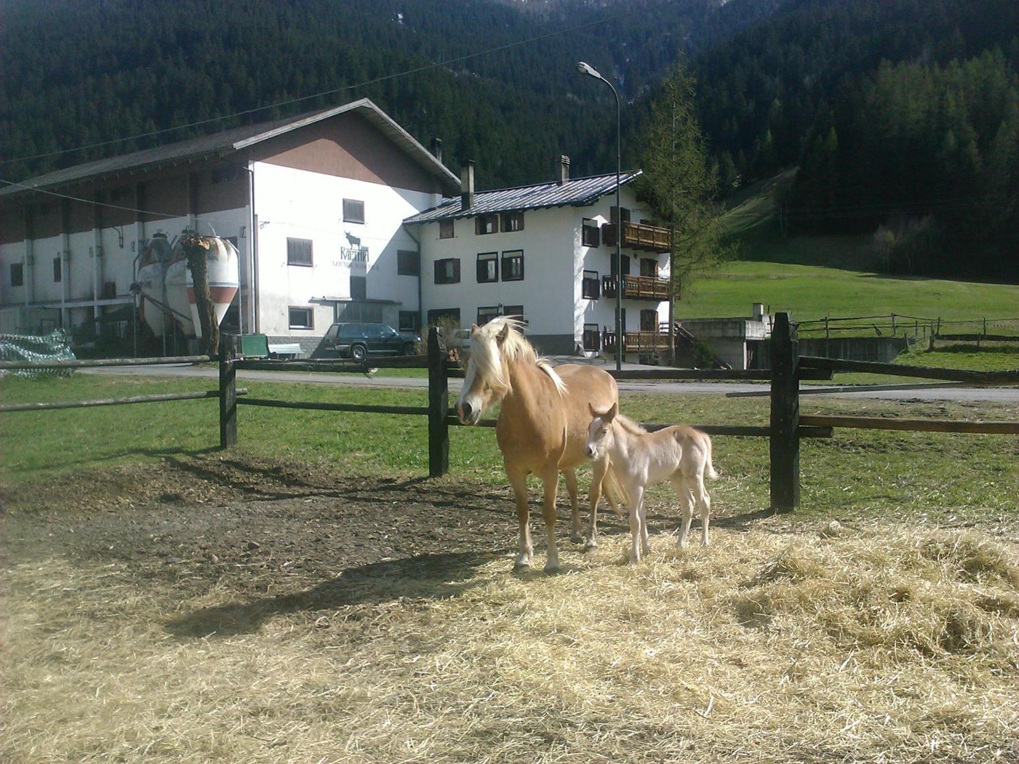 Agriturismo Raethia Изолачча Экстерьер фото