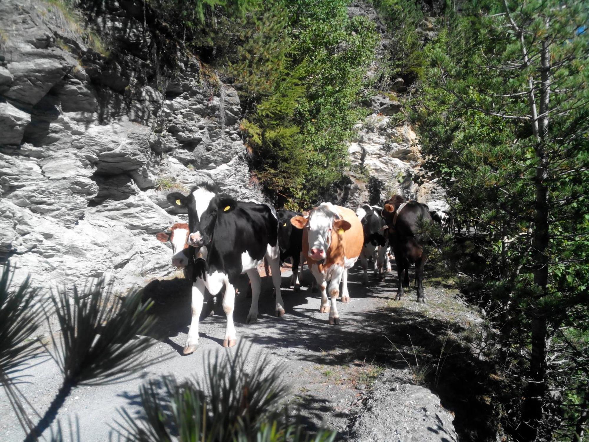 Agriturismo Raethia Изолачча Экстерьер фото