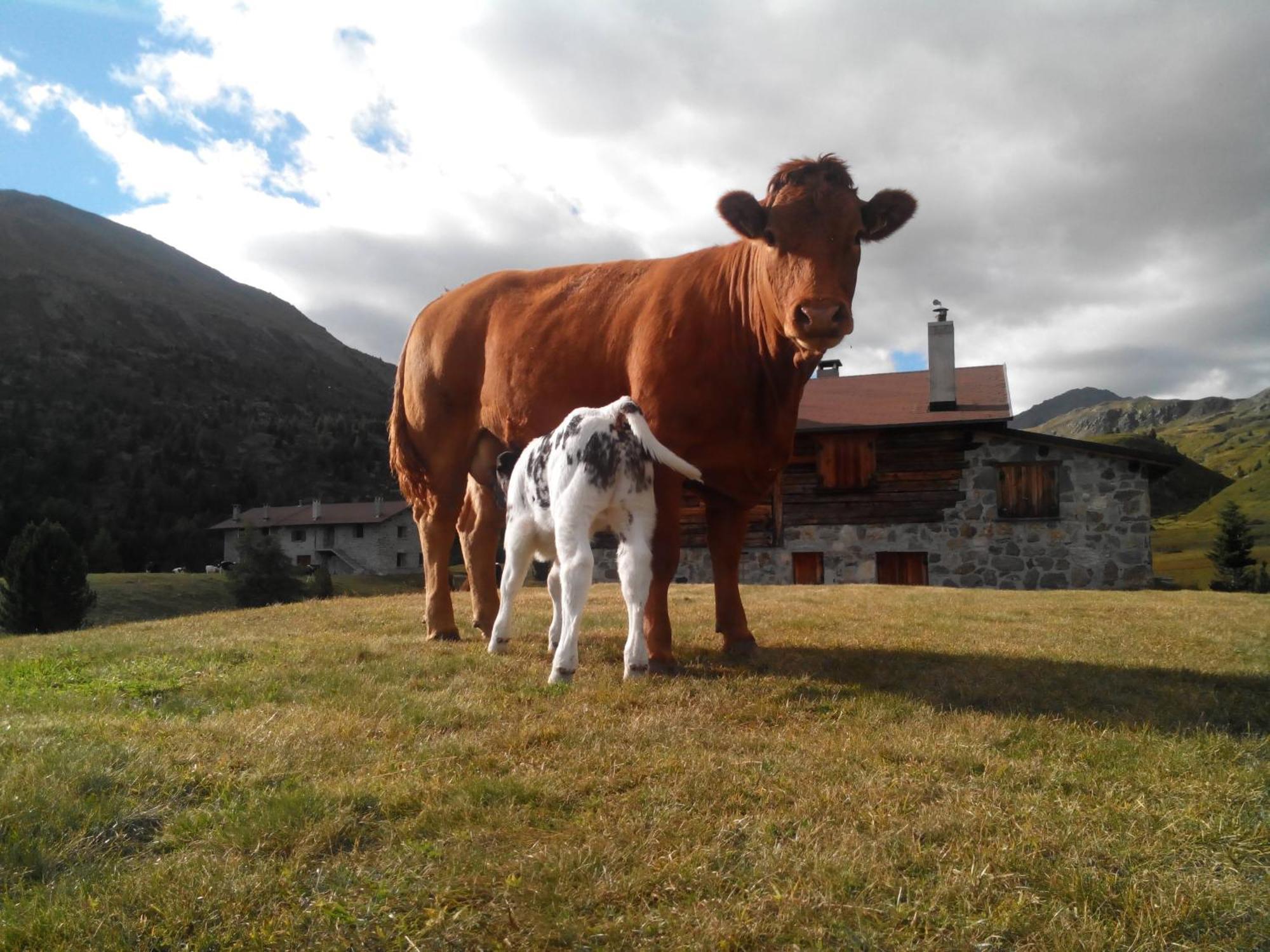 Agriturismo Raethia Изолачча Экстерьер фото