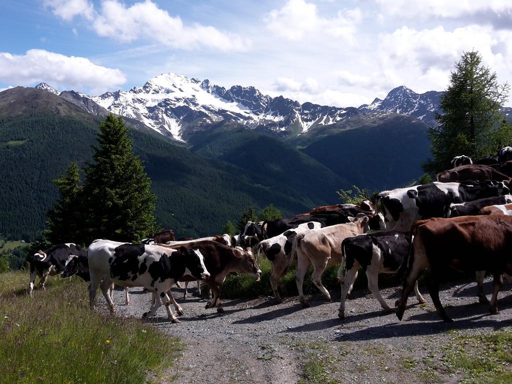 Agriturismo Raethia Изолачча Экстерьер фото