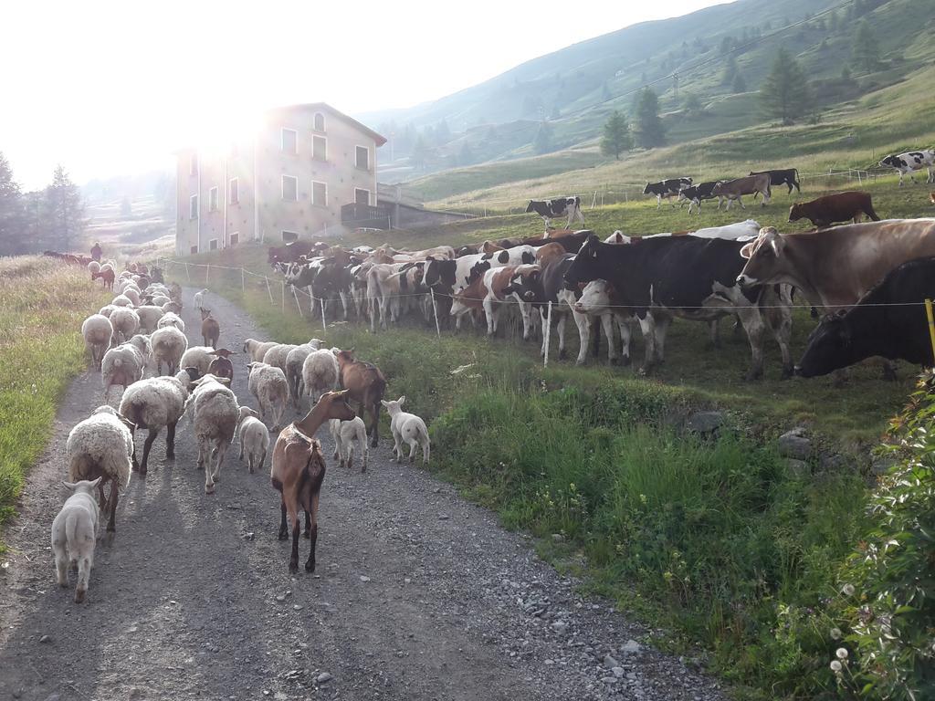 Agriturismo Raethia Изолачча Экстерьер фото