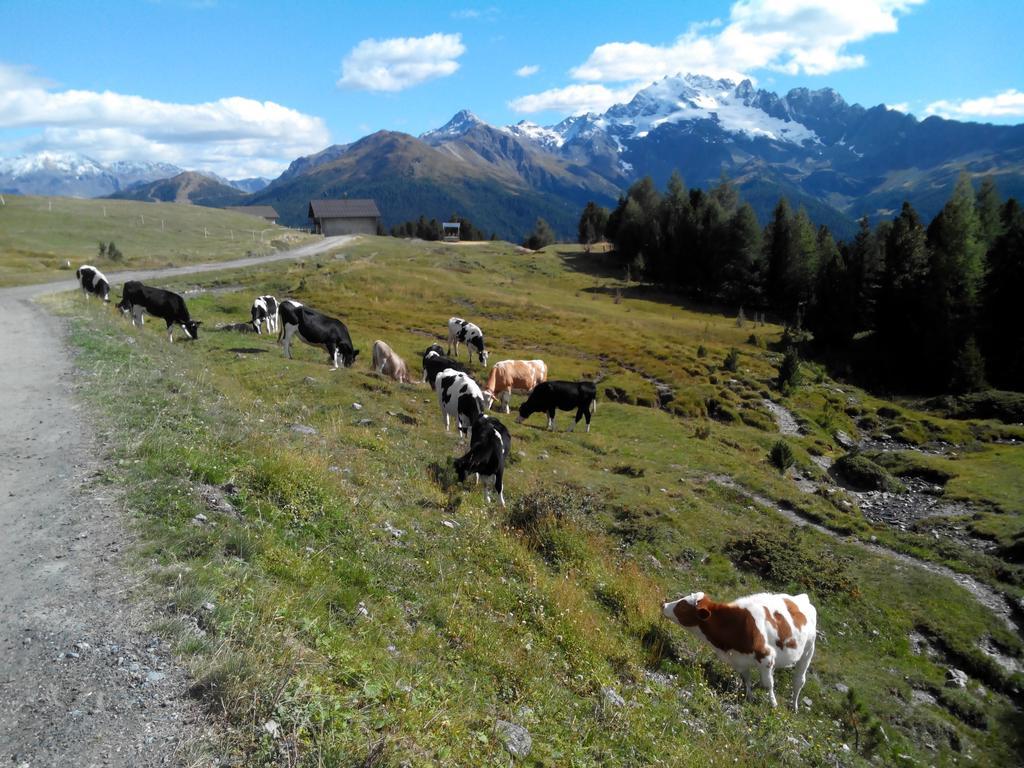 Agriturismo Raethia Изолачча Экстерьер фото